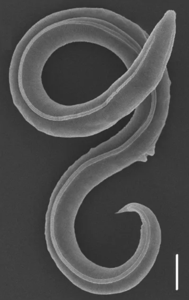 46000 year old worm - G